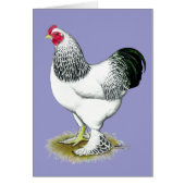 Brahma: Light Rooster (Front)