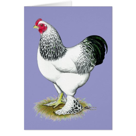 Brahma: Light Rooster Cards (Front)