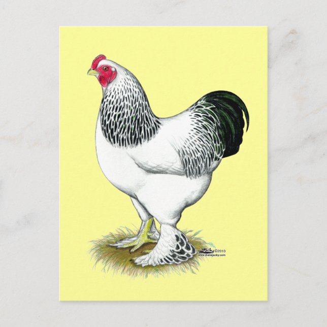 Brahma:  Light Rooster Postcard (Front)