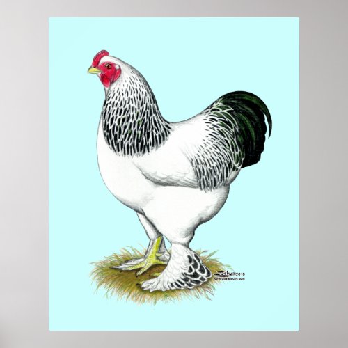 Brahma  Light Rooster Poster