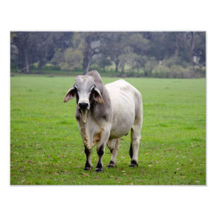 Brahman (aka. Brahma) Bull in Field Photo Print