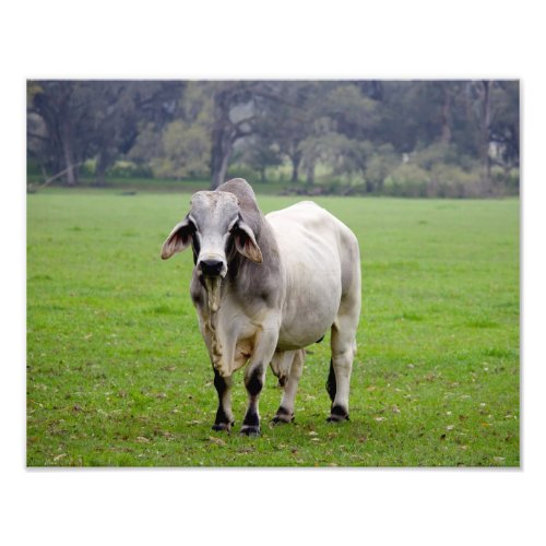 Brahman aka Brahma Bull in Field Photo Print