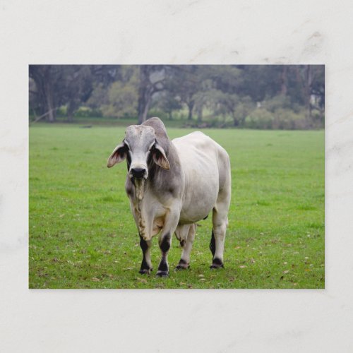 Brahman aka Brahma Bull in Field Postcard