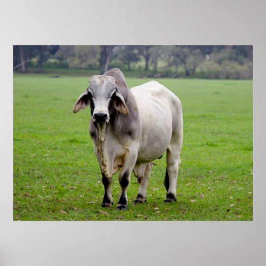 Brahman Aka Brahma Bull In Field Poster Zazzle Com