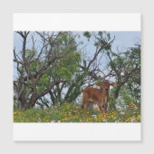 Brahman Calf in Wildflowers (Front)
