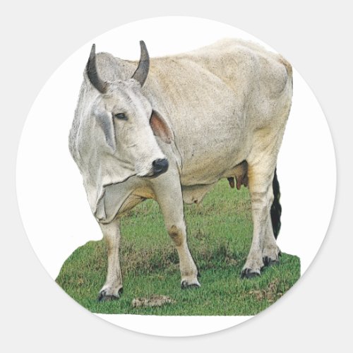 Brahman Cattle Classic Round Sticker