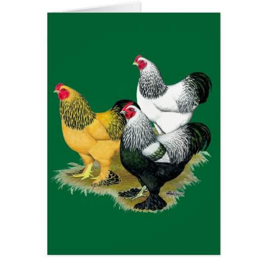 Brahmas Three Roosters Cards (Front)