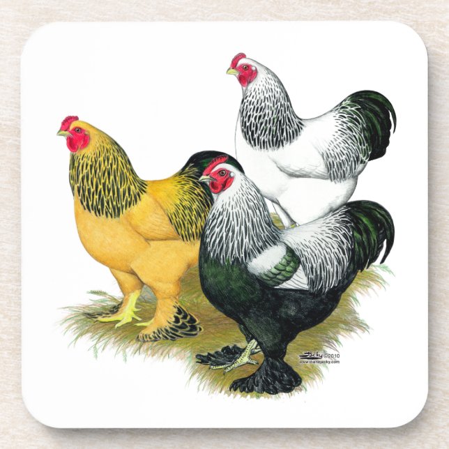 Brahmas Three Roosters Drink Coaster (Front)