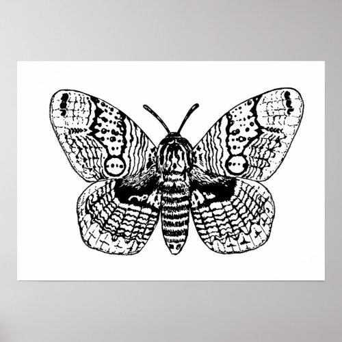 Brahmin moth drawing poster