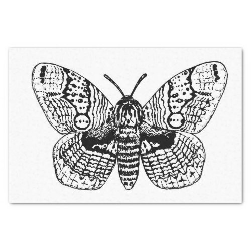 Brahmin moth drawing tissue paper
