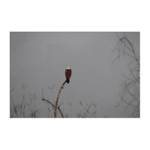 Brahminy Kite Serene Silhouette Bird Photography Acrylic Print