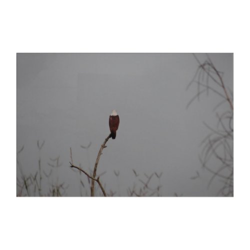 Brahminy Kite Serene Silhouette Bird Photography Acrylic Print