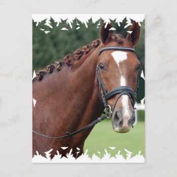 Braided Horse Mane Postcard by HorseStall at Zazzle
