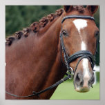 Braided Horse Mane Poster Print