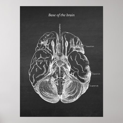 Brain Anatomical Illustration Print no 3