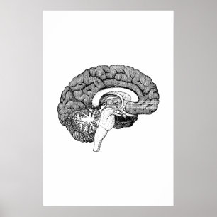 Brain Anatomy Illustration Poster