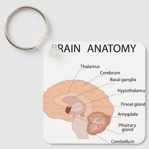 Brain anatomy keychain