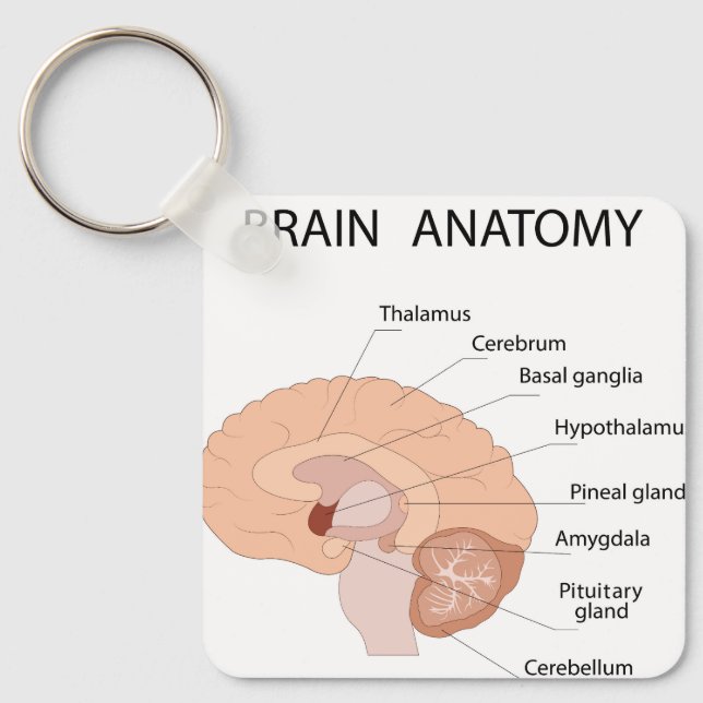 Brain anatomy keychain (Front)