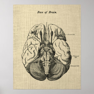 Brain Anatomy no. 3 Art with Cream Background Poster