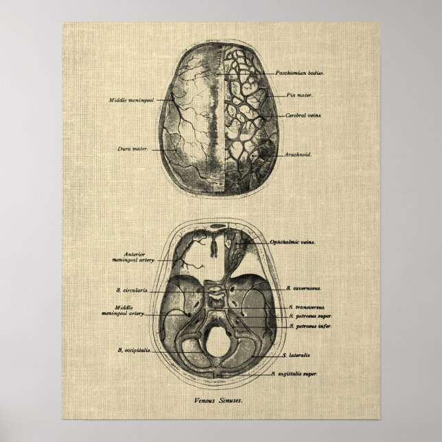 Brain Anatomy no. 5 with Cream Background Poster (Front)