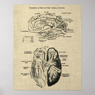Brain Anatomy no. 6 with Cream Background Poster