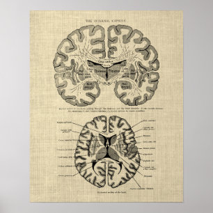 Brain Anatomy no. 9 with Cream Background Poster