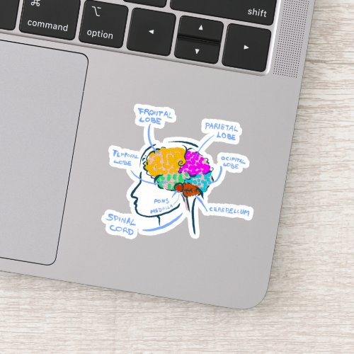 Brain anatomy painted illustration with labels