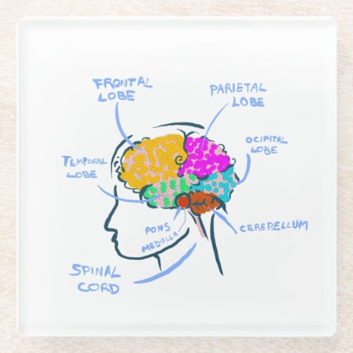 Brain anatomy painted illustration with labels glass coaster