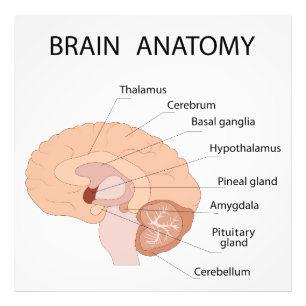Brain anatomy photo print