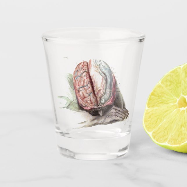 Brain Anatomy Shot Glass (Front)