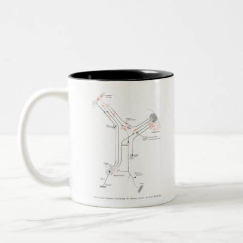 Brain Cell Neuron Synapse Anatomy Two_Tone Coffee Mug