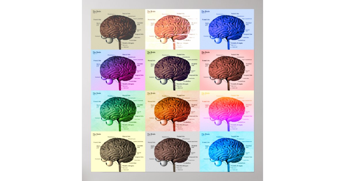 Brain/Color Poster | Zazzle