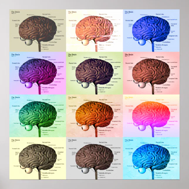 Brain/Color Poster | Zazzle