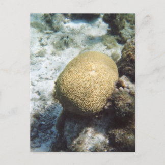 Brain Coral Photo Postcard