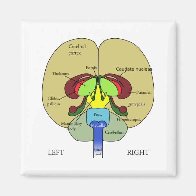 Brain - Labeled Magnet (Front)