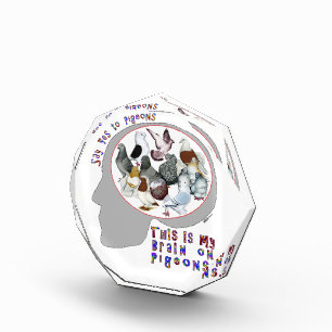 Brain On Pigeons Award