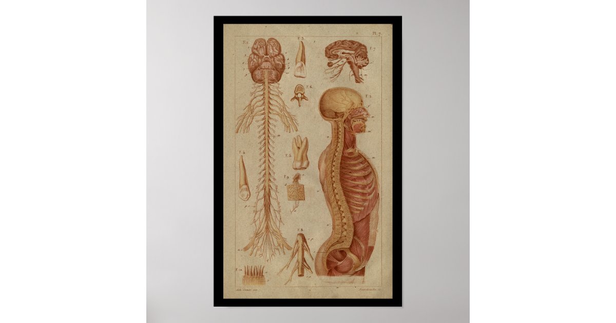 Brain Spinal Cord Nerves Vintage Anatomy Print | Zazzle