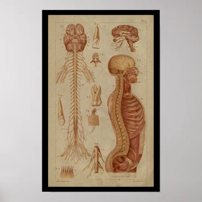 Brain Spinal Cord Nerves Vintage Anatomy Print | Zazzle