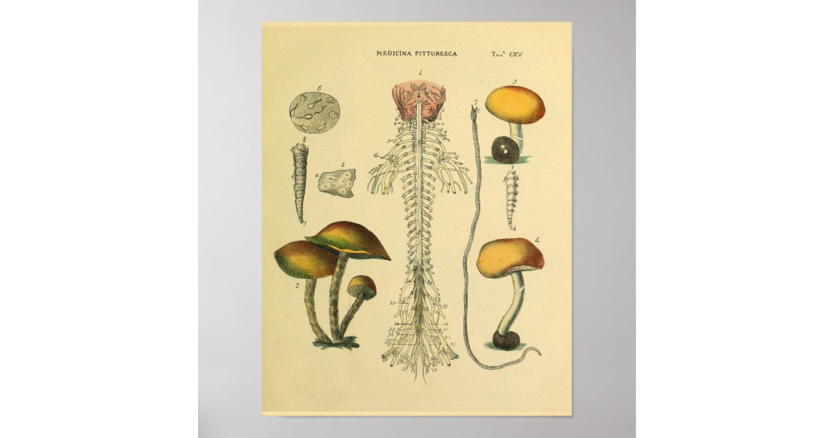 The Anatomy of a Mushroom Art Print 