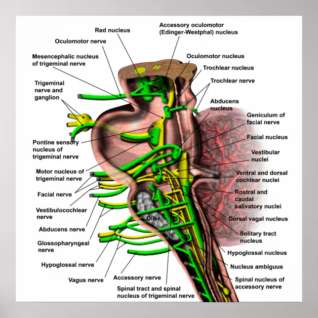 Brain stem showing origin of various nerves poster | Zazzle