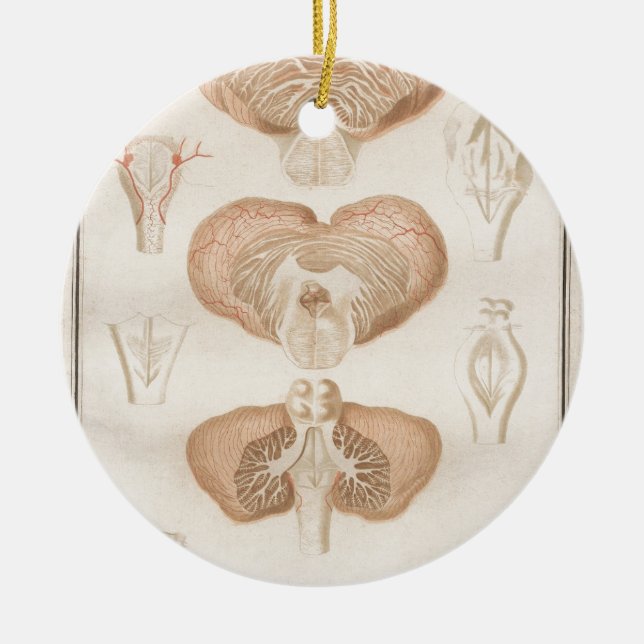 Brain Three - Neuroanatomy Ceramic Ornament (Front)