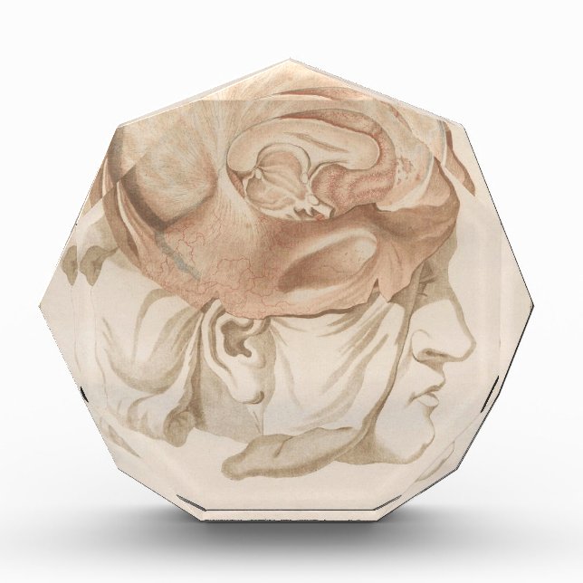 Brain Two - Neuroanatomy Acrylic Award (Front)