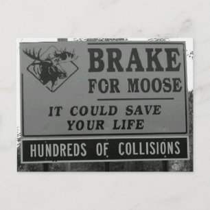 Brake for Moose Postcard