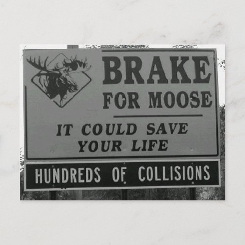 Brake for Moose Postcard