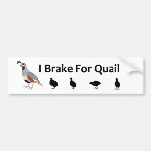 Brake For Quail Bumper Sticker