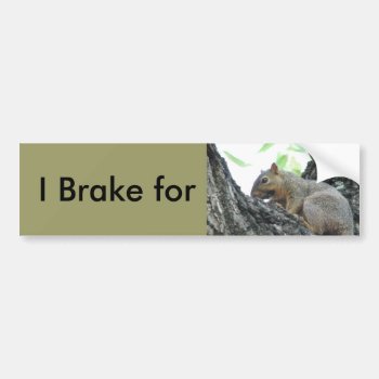 Brake For Squirrels Bumper Sticker by PattiJAdkins at Zazzle