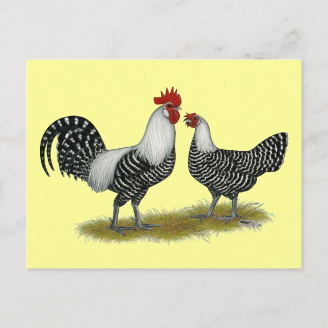 Brakel Chickens Postcard (Front)