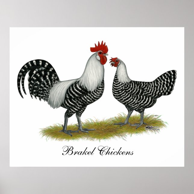 Brakel Chickens Poster (Front)