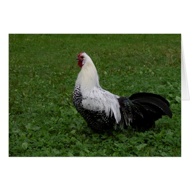 Brakel Hahn (Front Horizontal)