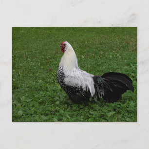 Brakel Hahn Postcard